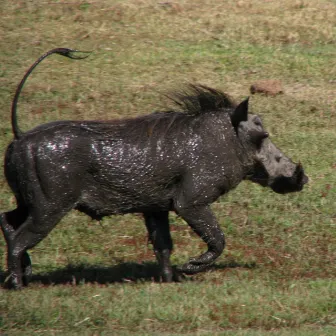 Warthog Stride by Catherine McMichael