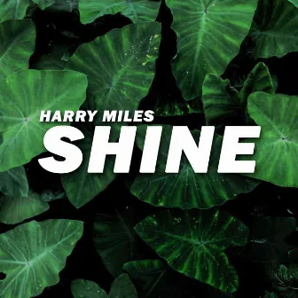 Shine by Harry Miles