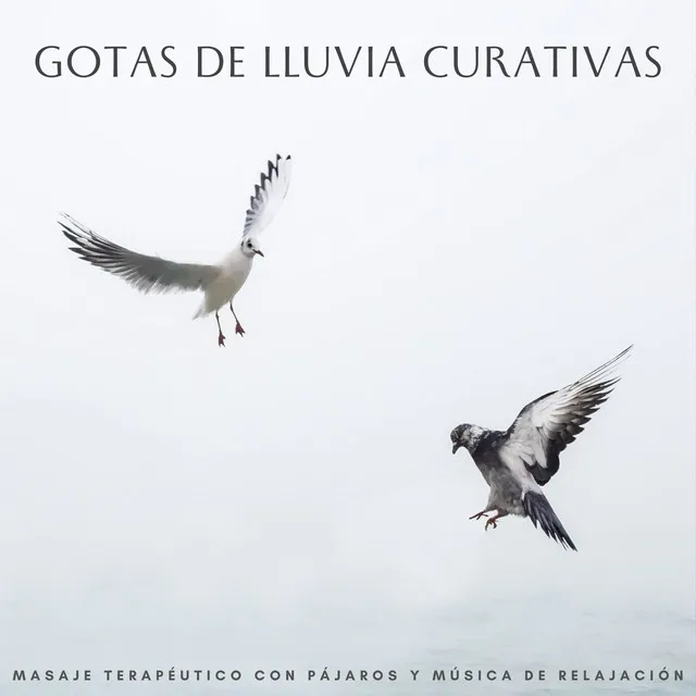 Gotas De Lluvia Curativas: Masaje Terapéutico Con Pájaros Y Música De Relajación