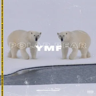 Polar Bear by YMF