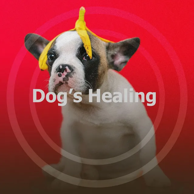 Dog’s Healing