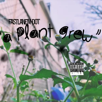 A Plant Grew by FastLane M-Dot