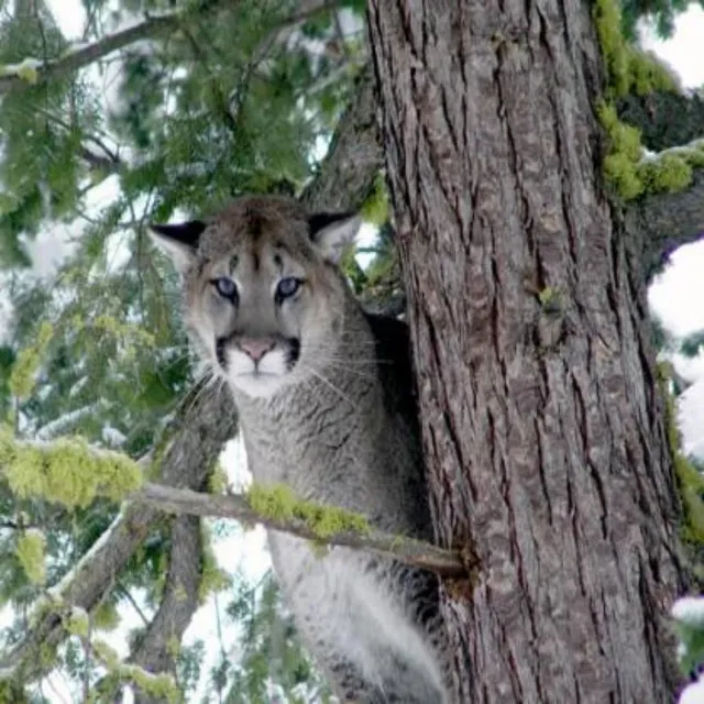 Cougar, Cougar