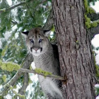 Cougar, Cougar by Will Succeed The Artist