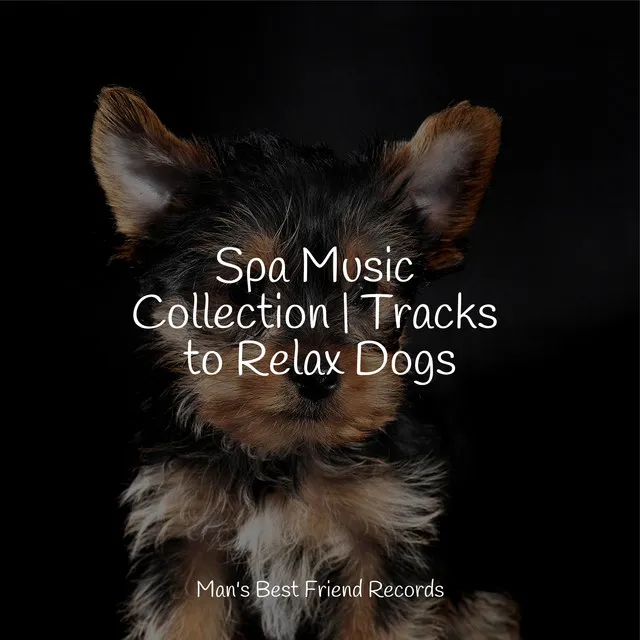 Therapeutic Music For Dogs | Massage Therapy