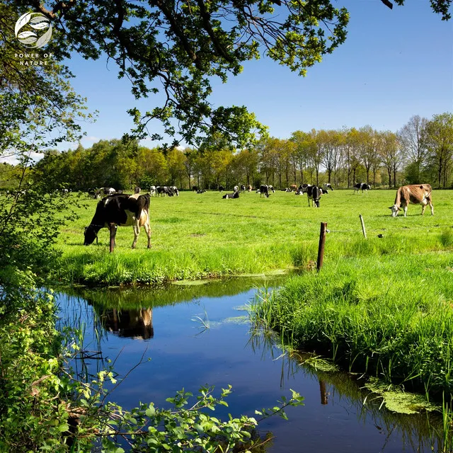 El Paisaje De Las Vacas