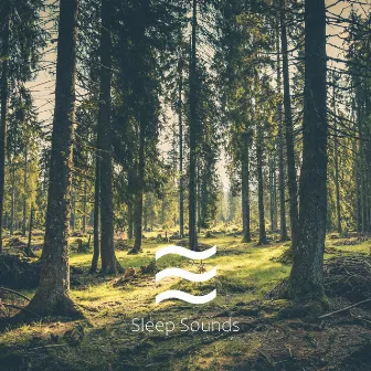 Soft Forest Sounds by Relaxing Forest Sounds