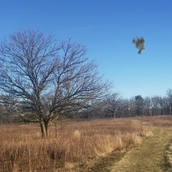 Dead Birds. by Otm.