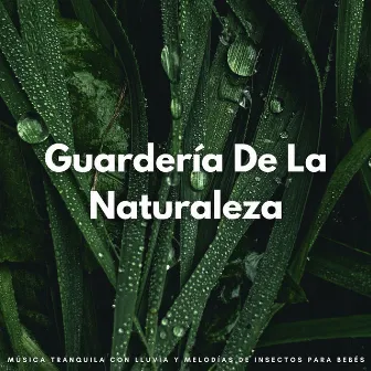 Guardería De La Naturaleza: Música Tranquila Con Lluvia Y Melodías De Insectos Para Bebés by Música Clásica Para Bebes TaTaTa