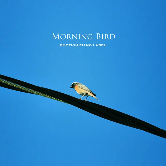 Morning Bird