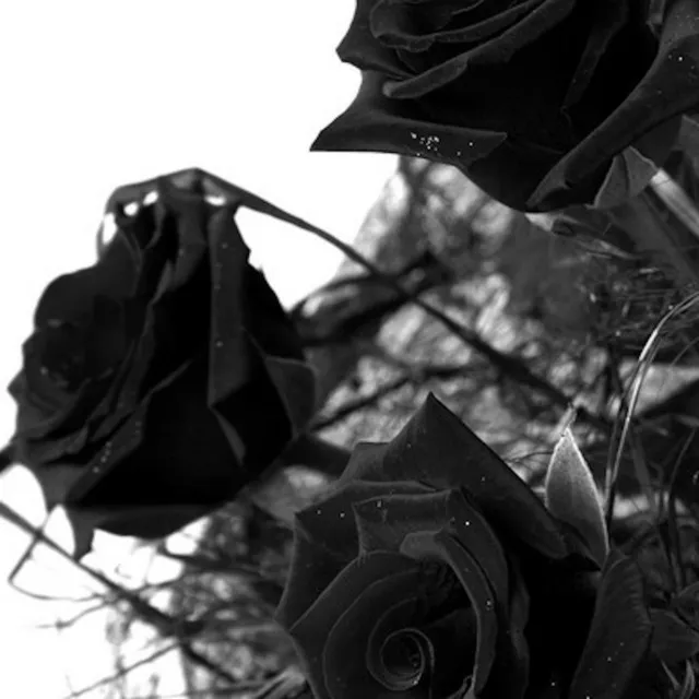 Black Roses