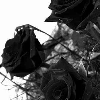 Black Roses by Dukati