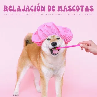 Relajación De Mascotas: Una Dulce Melodía De Lluvia Para Relajar A Sus Gatos Y Perros by Musicoterapia para gatos