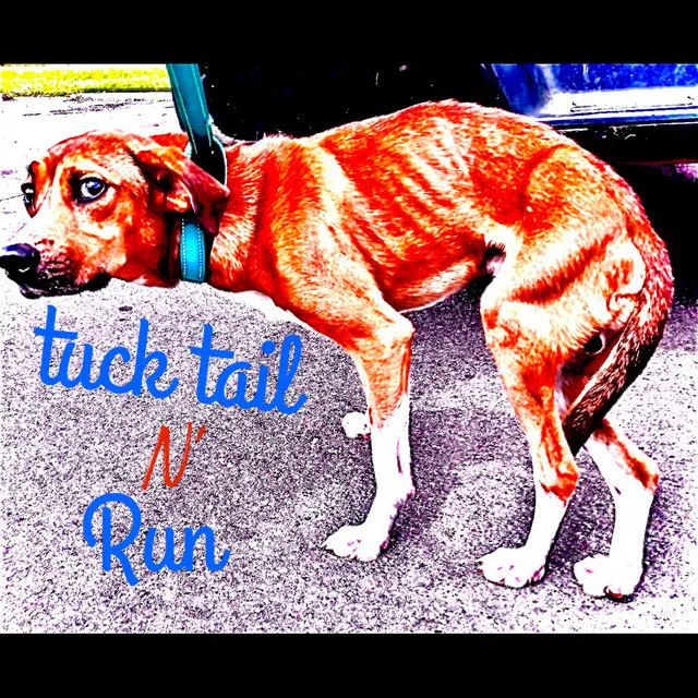 Tuck tail n' run