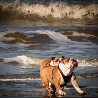 Sounds of Nature | Tranquility For Dogs by Music for Dog's Ear