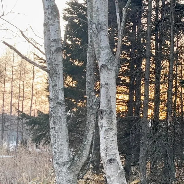 Betula pendula