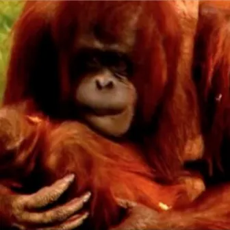 I Say Save Orang-Utans by James Broughton