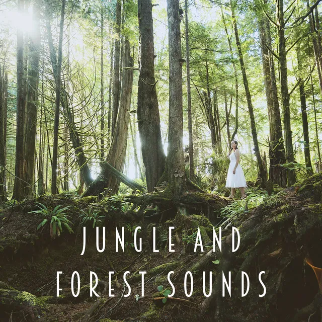 Calming Forest Sound