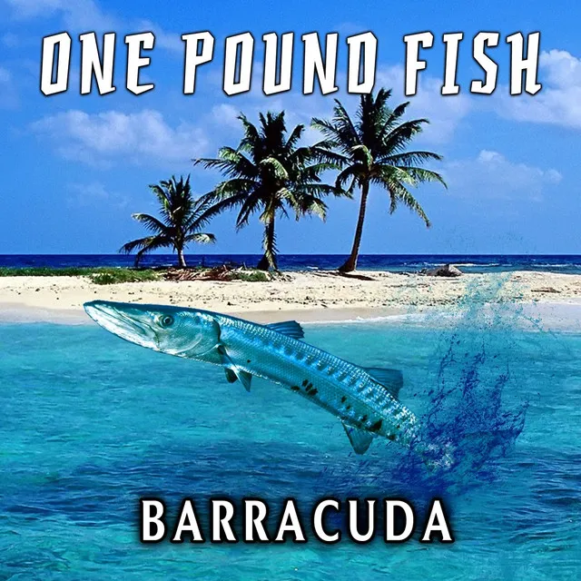 Barracuda