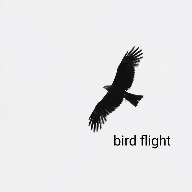 Bird Flight