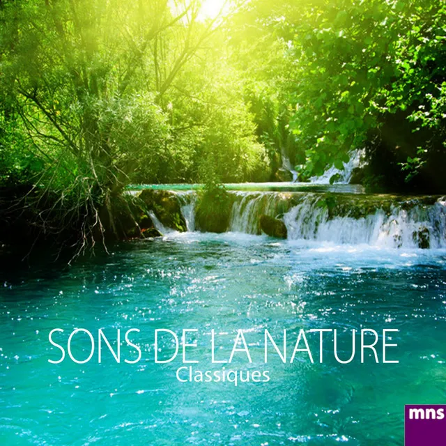 Musique de Relaxation