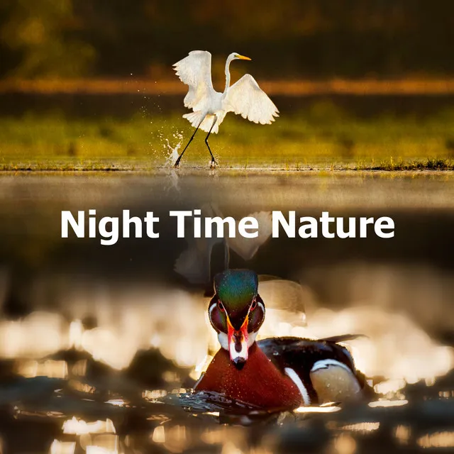 Night Time Nature