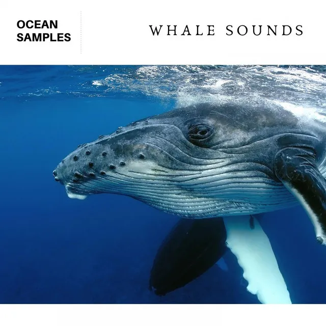 Whale Song