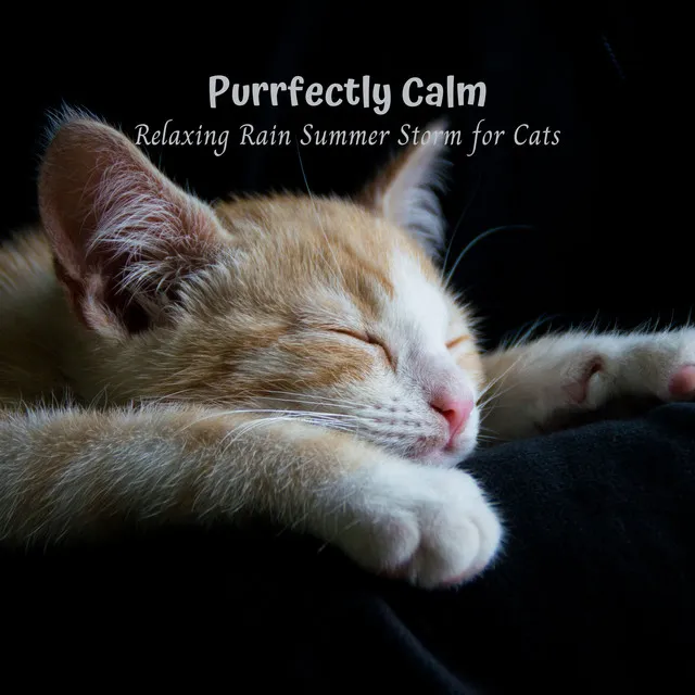 Summer Rainy Catnap