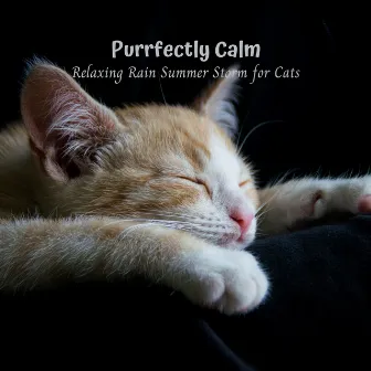 Purrfectly Calm: Relaxing Rain Summer Storm for Cats by Sleep Cat