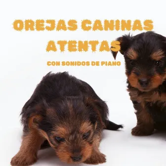 Orejas Caninas Atentas Con Sonidos De Piano by Canciones de jazz para perros