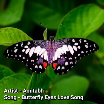 Butterfly Eyes Love Song by Unknown Artist