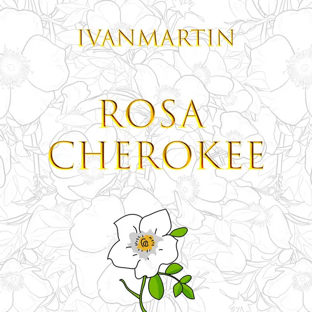 ROSA CHEROKEE