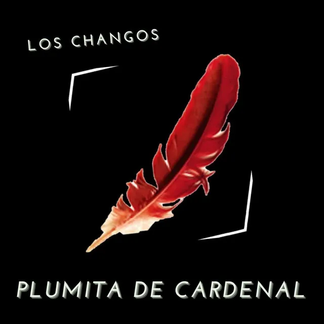 Plumita de Cardenal