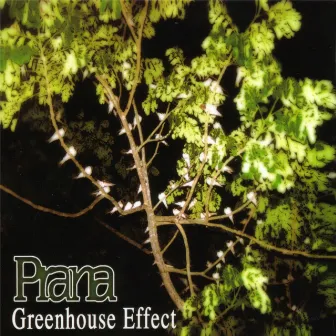 Greenhouse Effect by Prana