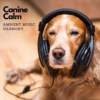 Canine Calm: Ambient Music Harmony by Modal Colours