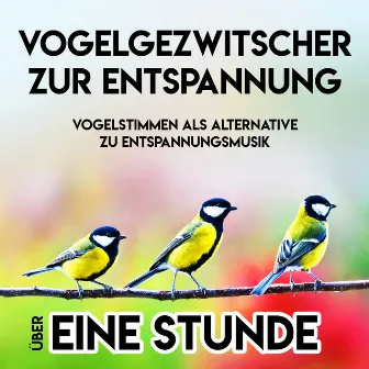 Vogelgezwitscher zur Entspannung - Vogelstimmen als Alternative zu Entspannungsmusik - über eine Stunde by Vogelgezwitscher