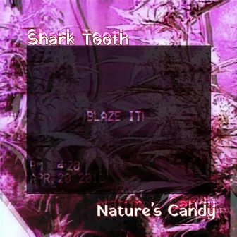 Nature's Candy by Shark Tooth