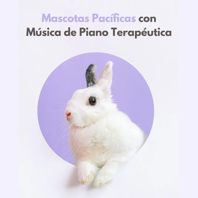 Canciones De Cuna Suaves Para Mascotas Ansiosas