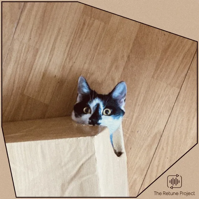 Cat in the Box