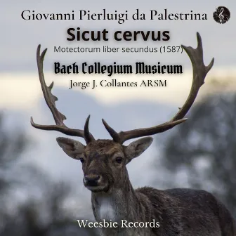 Sicut cervus by Jorge J. Collantes