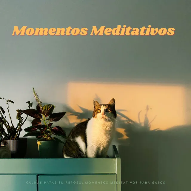 Calmas Patas En Reposo: Momentos Meditativos Para Gatos