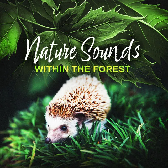 Nature Sounds within the Forest