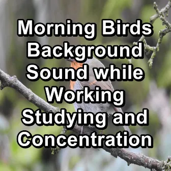 Morning Birds Background Sound while Working Studying and Concentration by Relaxing Bird Sounds