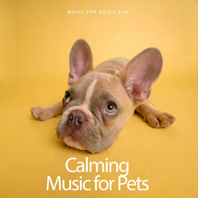 Calming Music for Pets