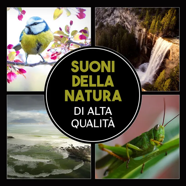 Suoni della natura di alta qualità