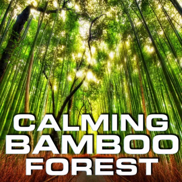 Calming Bamboo Forest