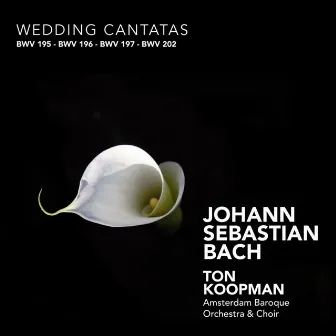 Bach: Wedding Cantatas by Amsterdam Baroque Orchestra & Choir