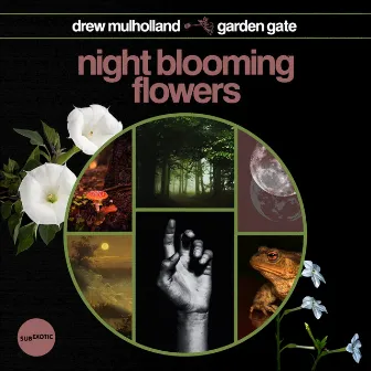 Night Blooming Flowers by Drew Mulholland