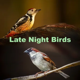 Late Night Birds by Birds 3AM