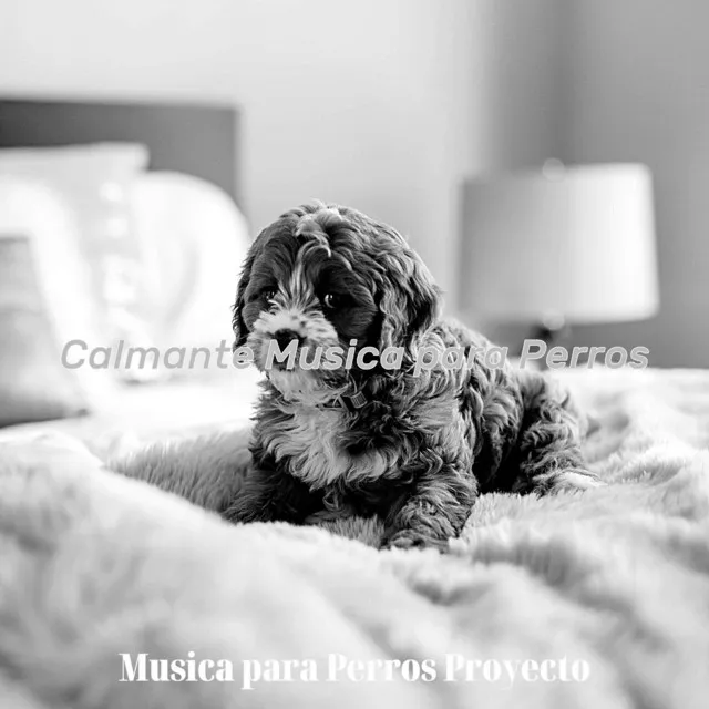 Ambiente, Perritos Atractivo